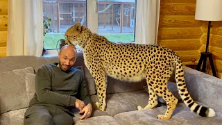 What do you think of this? Cheetah Gerda falls in love with the house!