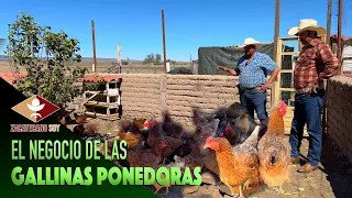 GALLINAS PONEDORAS el negocio familiar