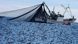 Everyone should watch this Fishermen's video - fishermen catch hundreds ton anchovies at sea #04