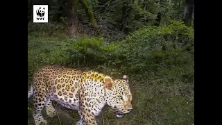 Rare animals of Azerbaijan - leopards, lynxes and others.