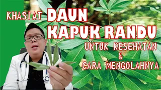 KHASIAT DAUN KAPUK RANDU (DAUN RANDU) UNTUK KESEHATAN DAN CARA MENGOLAHNYA