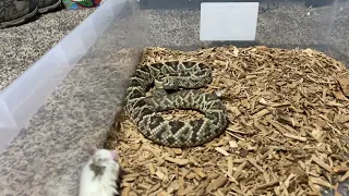 Beautiful But DEADLY SNAKES! RAT DOES ALLIGATOR DEATH ROLL!!