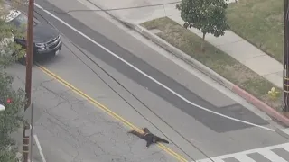 Police chase: LASD in pursuit of driver wanted for alleged assault with a deadly weapon