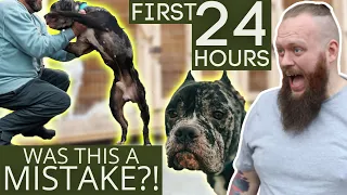 First 24 Hours With A Completely Untrained Dog!