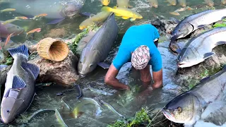 माछा RIVER FISHING VIDEO Traditional Fishing By Village People Fishing in rivers using fishing trap