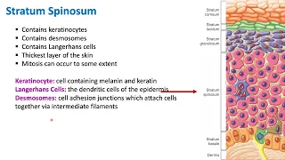 Layers of the Epidermis | Integumentary System | Biology