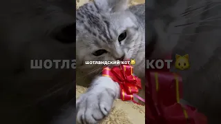 Скотиш страйт играет #скотишстрайт #шотландскийкот #котики #животные