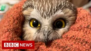 Rockefeller Christmas tree owl released into the wild - BBC News