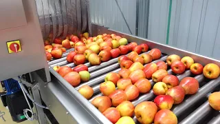 Переработка яблок, линия производства сока прямого отжима, подача сырья из приемного бункера