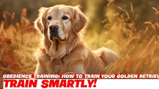 Obedience Training: How to Train Your Golden Retriever
