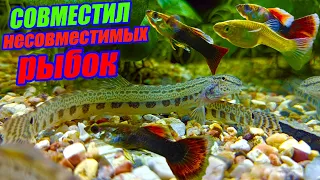 Совместил НЕСОВМЕСТИМЫХ рыбок! Аквариумные и речные рыбки вместе! Как это?