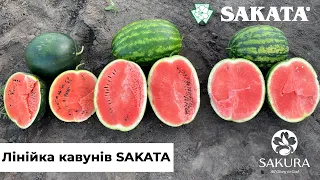 КАВУН у Житомирській області. Новинки від SAKATA. Вирощування кавунів у 2022 році