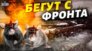 У россиян рухнул фронт на юге: разбегаются как крысы. Кремль запросил переговоры
