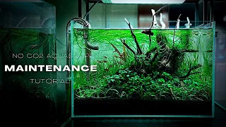 HOW TO MAINTAIN A NON CO2 PLANTED AQUARIUM | STEP BY STEP AQUASCAPING MAINTENANCE
