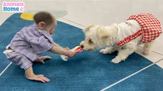 Amee dog steals BiBi's cake