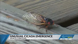 Billions of cicadas emerging in North Carolina to create rare noise