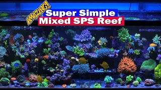 Super Simple Reef tank - Tank tour of Wincey's packed mixed SPS 210G Saltwater Reef Aquarium