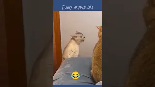 cat fight 😂 cats videos #funnyvideo #reels #dog #cat #animals #funny #cute #youtubeshorts