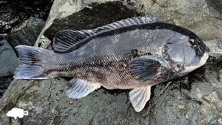 How I Catch Tautogs at the Jetty | First Keeper Tautog of the Year!