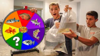 Spin the Wheel & BUY what FISH it Lands on - Challenge