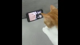 Cat watching and vibing too (Cat Vibing To LevanPolkka)