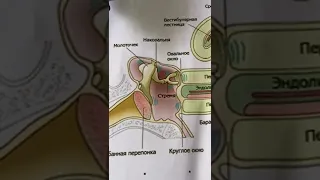 Орган слуха и равновесия Внутренне ухо анатомия Улитковый проток часть