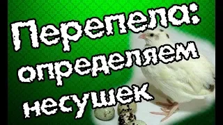 Как определить хорошую несушку у перепелов.