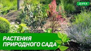 Ландшафтний дизайн. Рослини природного саду.