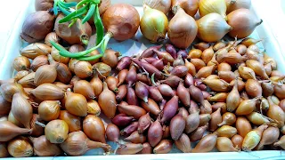 Which Onion to Plant in a Pot❓ Growing an Onion in a Pot.