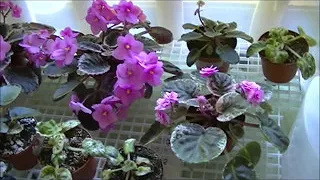 AFRICAN VIOLET PLANTS-GROWN NOW