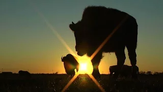 White Buffalo: An American Prophecy Trailer