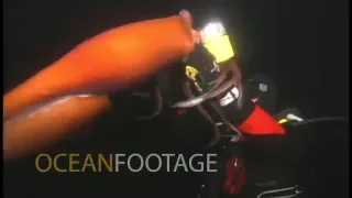 Humboldt Squid Attacks, Holds onto Diver