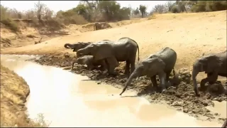 Afrika - Tiere an der Wasserstelle