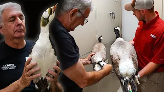 Waterfowl Hunters' Paradise: Museum of Wildlife and Fish Biology at UC Davis