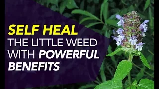 Self Heal — The Little Weed With POWERFUL Benefits