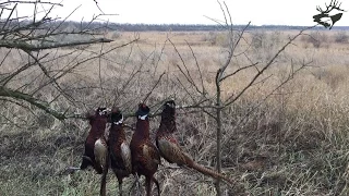 ОХОТА НА ВАЛЬДШНЕПА, ФАЗАНА 2016. ПЕРЕЛЕТ, ОЧЕНЬ МНОГО ВАЛЬДШНЕПА. GoPro hero 4/ Часть 1