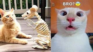 Funniest Animals - Best Of The 2021 Funny Animal Videos #78