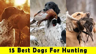 15 Best Dogs For Hunting | Dogs Bred to Hunt