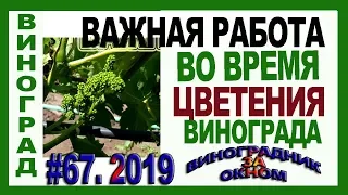 🍇 НУЖНАЯ работа во время цветения винограда. Осветление соцветий. Подвязка побегов. Пасынки.