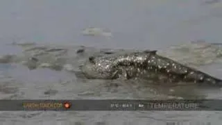 Mudskippers make their own little pools