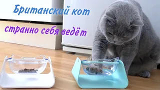 Странное поведение британского кота / British cat behavior