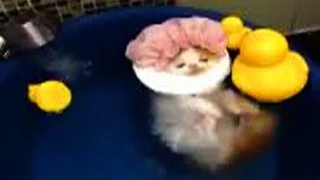 Ржака до слёз Смешной кот принимает ванну