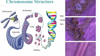 2117 Chapter 4 Part A - Functional Anatomy of Prokaryotic and Eukaryotic Cells