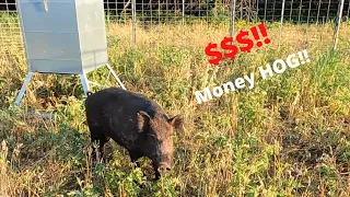 Trapping wild hogs and getting paid for it. Monday morning wild hog market report with Muddyfeet!!!