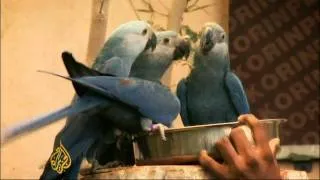 Spix Macaw on brink of extinction