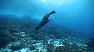 Дайвинг на Галапагосах (Galapagos diving)