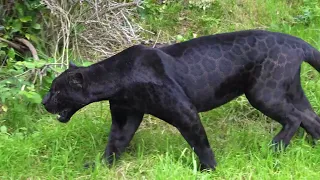 Chester Zoo welcomes rare black jaguar, Inka