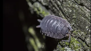 [ASMR] SCP-074 binaural reading - "The Quantum woodlouse"