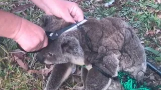 Девушка Спасает Коалу из Ловушки. От Этого Видео Замирает Сердце!