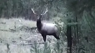 Corey Jacobsen's 1st Archery Elk (on video)